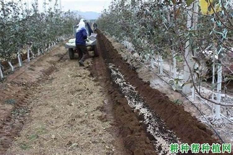 果树种植施肥有哪些注意事项？果树什么时候用肥长得快？