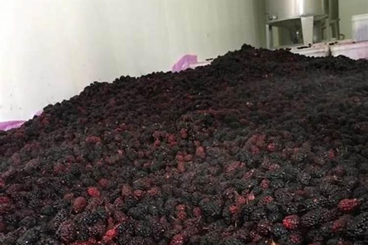 坏掉的桑甚果可以做花肥吗？