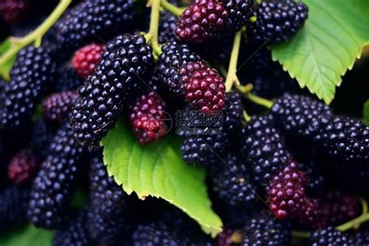 新鲜桑椹渣子能当化肥种花吗？