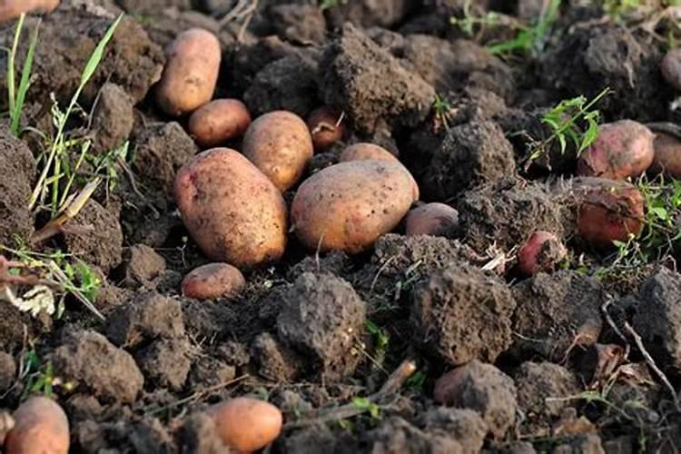 如何养龟背龟背