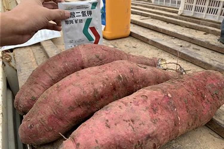 大量 元素水溶肥滴灌红薯可以吗一亩地用多少