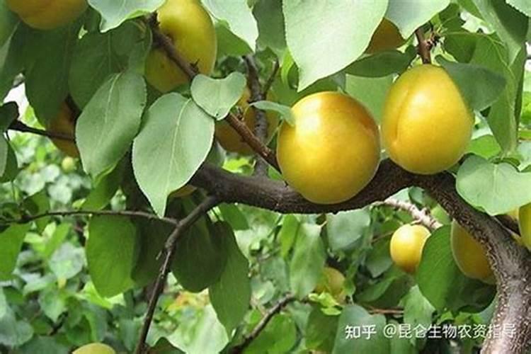杏树几月施肥师什么肥最好