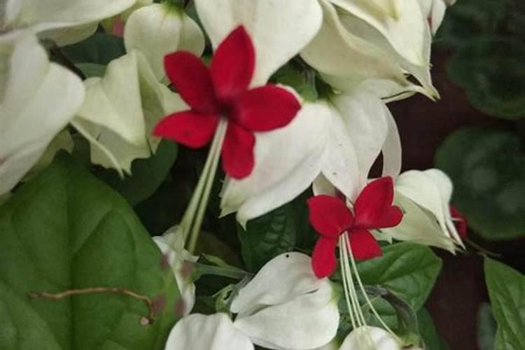 龙吐珠开花时能施肥吗