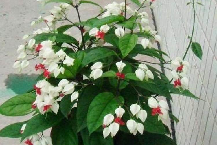 龙吐珠开花时能施肥吗