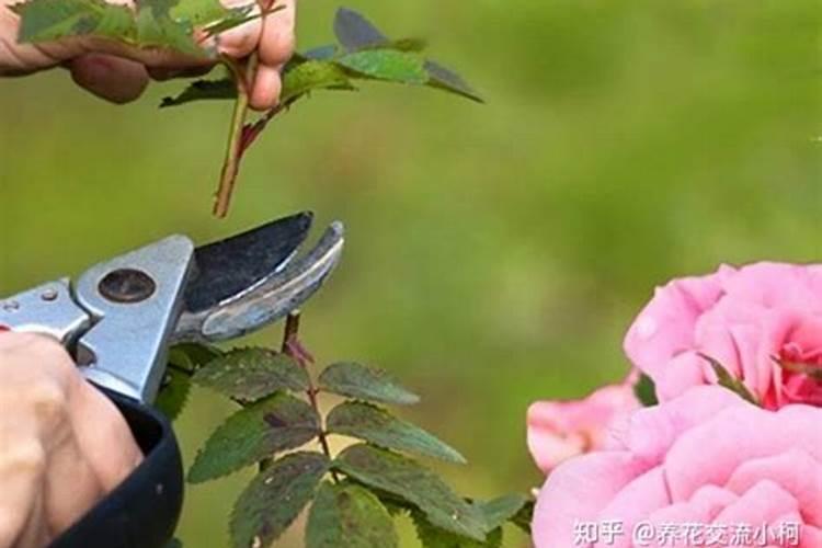 月季花摘芽后如何正确施肥