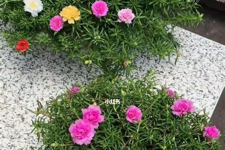 种花草要下什么肥料