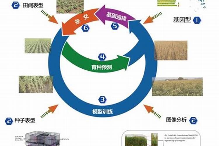 农业板块的龙头股票有哪些？