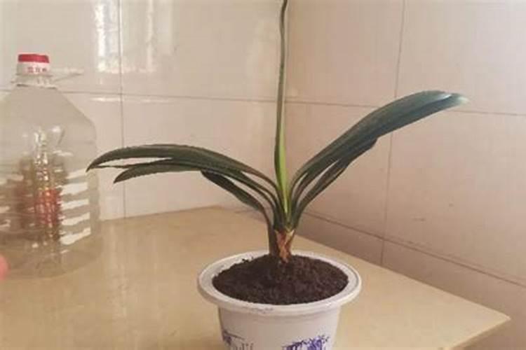 君子兰夹箭用什么肥