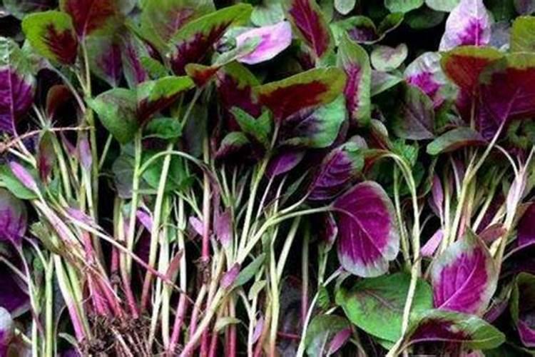 苋菜多久施一次肥 苋菜施肥频率是多久？