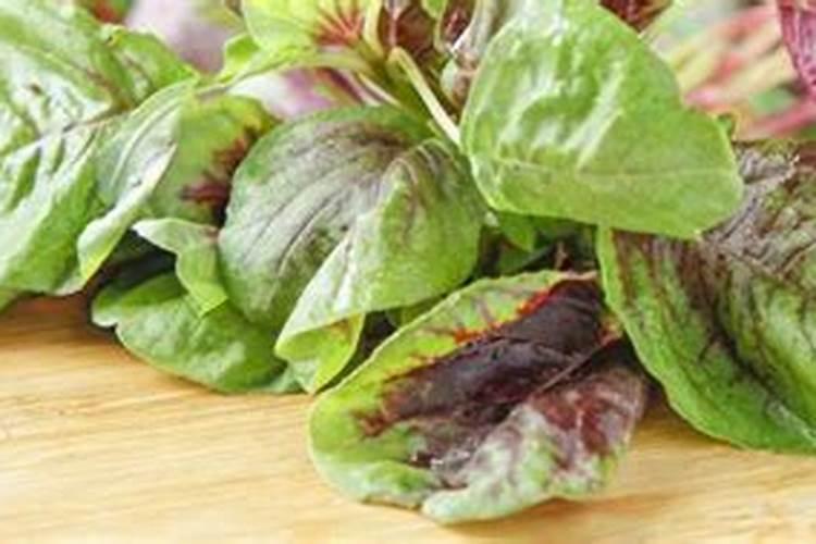 盆栽苋菜的种植方法 苋菜怎么施肥管理