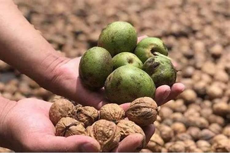 核桃树用什么肥料最好