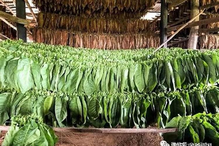 草烟叶的斑点病用什么农药效果好