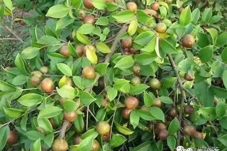 怎样种植油茶树油茶树怎么种植才是正确的？