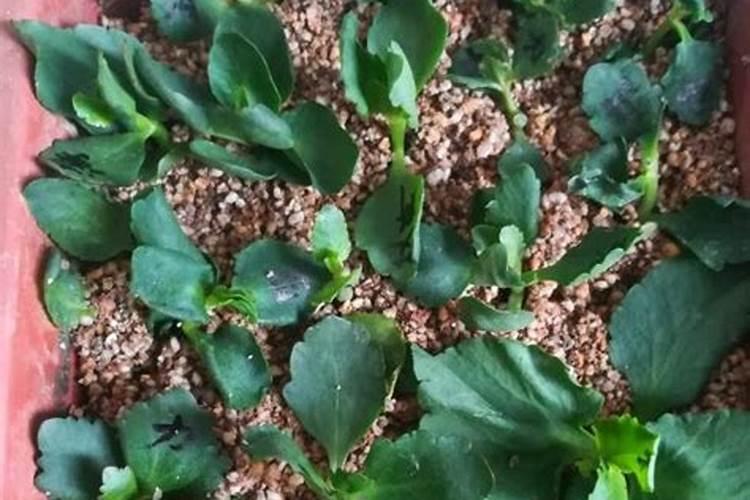 长寿花施肥方法,用什么肥好