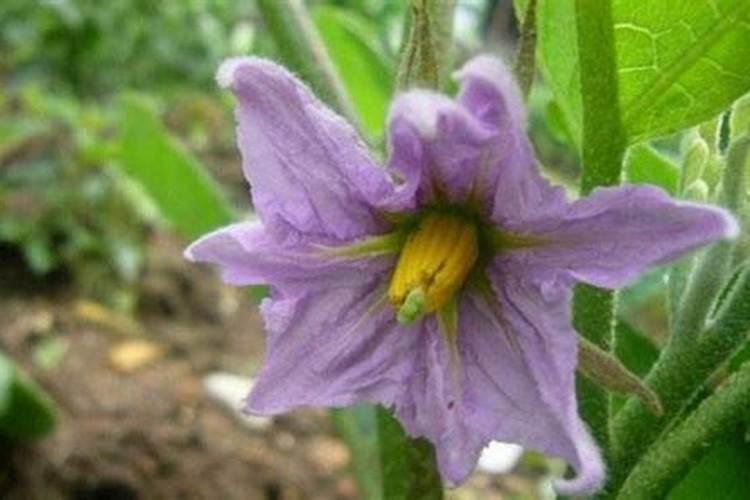 茄子保花保果喷什么叶面肥结果多？茄子挂果期用哪种水溶肥效果好？