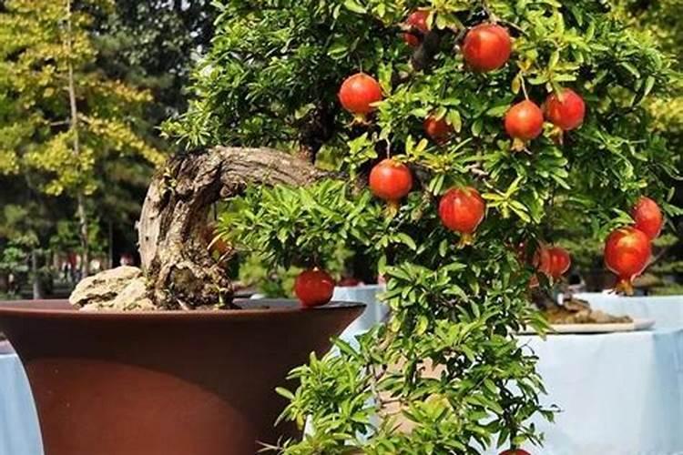 养的石榴八年了不开花,应该怎么办呢？