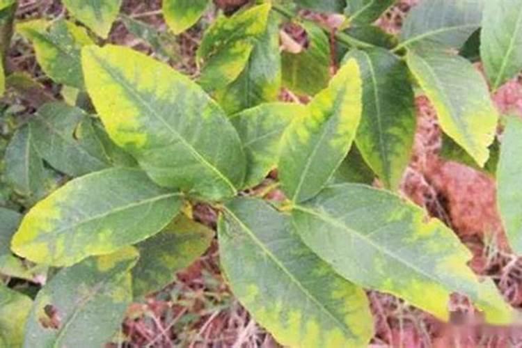 矿物元素缺乏对植物危害大,一张图教你判断作物缺什么元素