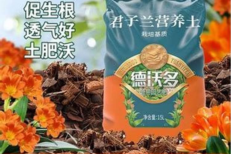 君子兰最喜欢什么肥料 君子兰施什么肥