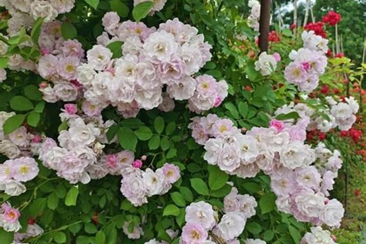 地栽蔷薇秋季几月施肥