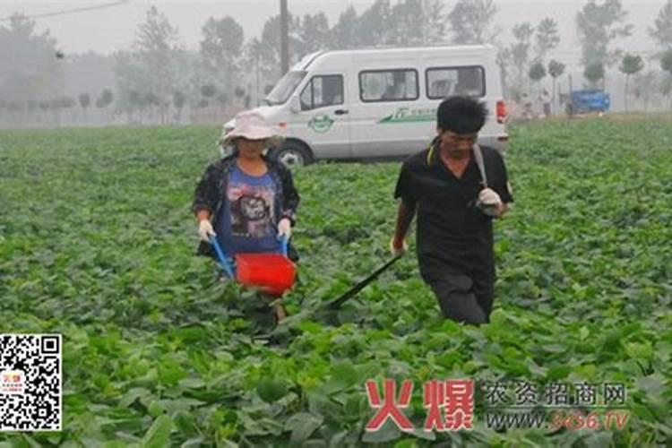 专家老师好,硫酸钾复合肥能和过磷酸钙混用吗？
