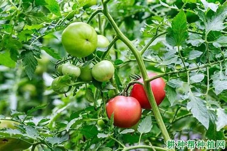 盆栽木棉花怎么浇水