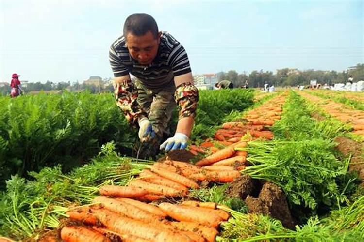 氮磷钾复合肥可以和过磷酸钙一起使用吗？