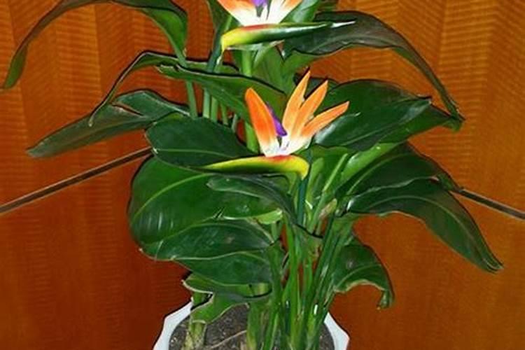 天堂鸟不开花如何施肥