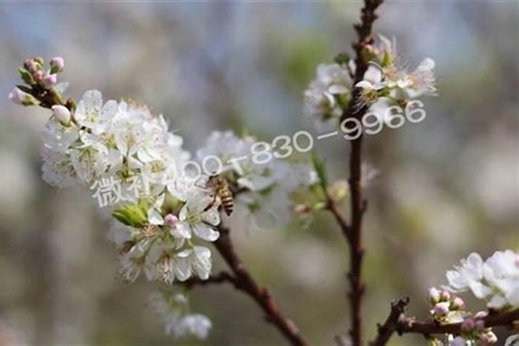 在果树上如何施用钙肥