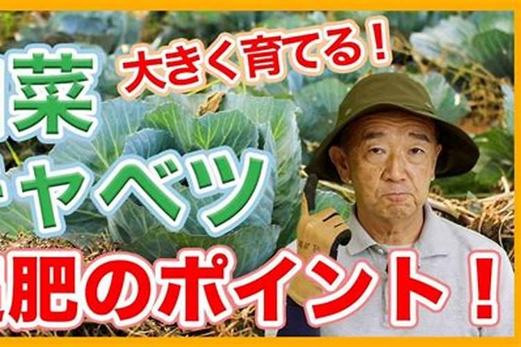 大白菜可以用尿素追肥吗