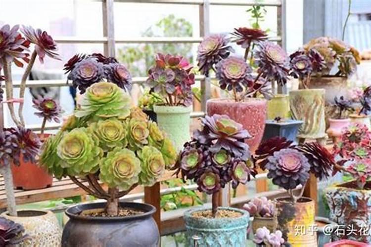 绿肥翻压时配施氮磷肥的原因分析及建议