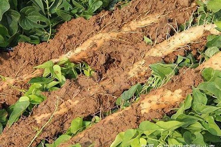 种植山药氮肥什么时候施磷肥什么时候施钾肥什么时候施