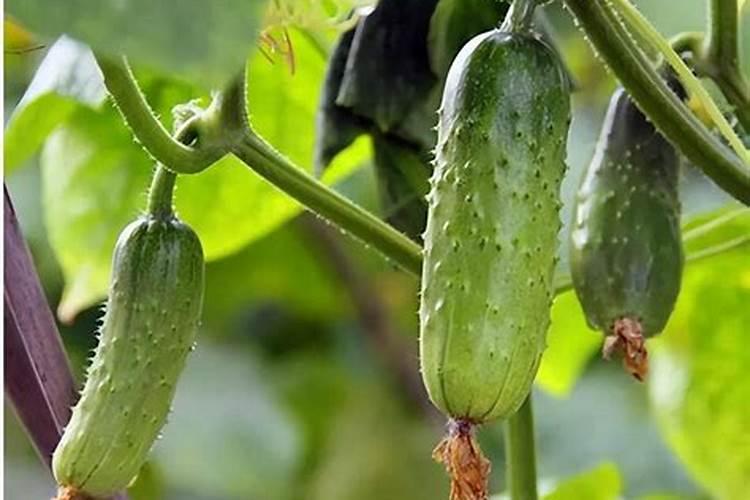 怎样在三个月内瘦15斤？