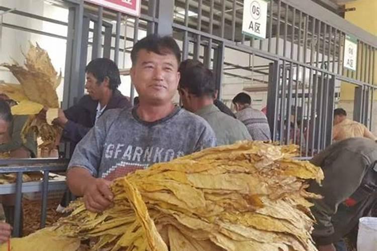 烤烟种植技术与方法