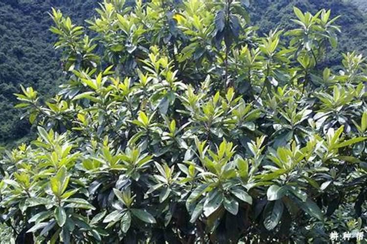 枇杷施肥用什么最好