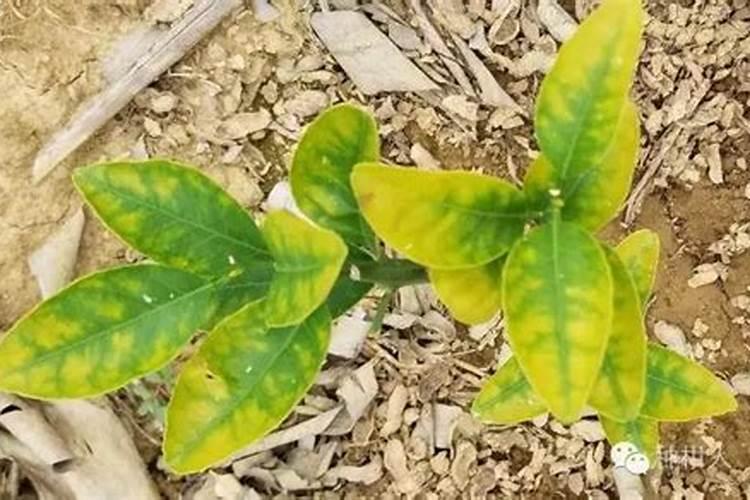 请问一下,桔子树像这种样是什么病用点什么药？