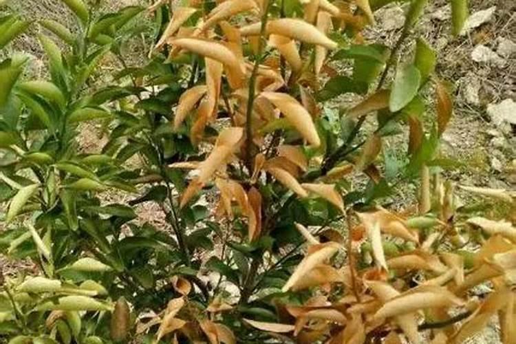 柑橘黄化原因及防控