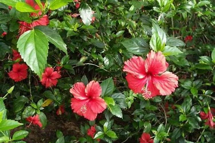 扶桑花在花苞期间可以施肥吗