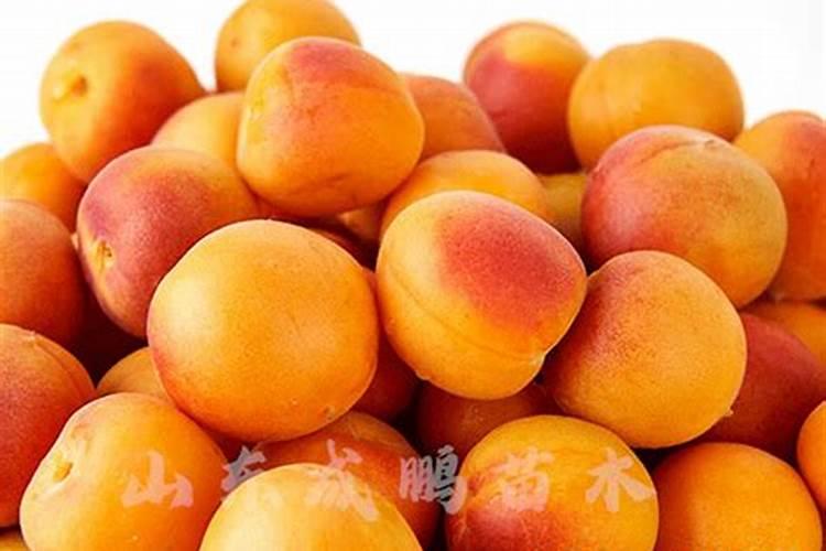 棉花缺硼很常见,棉花缺硼是什么症状？