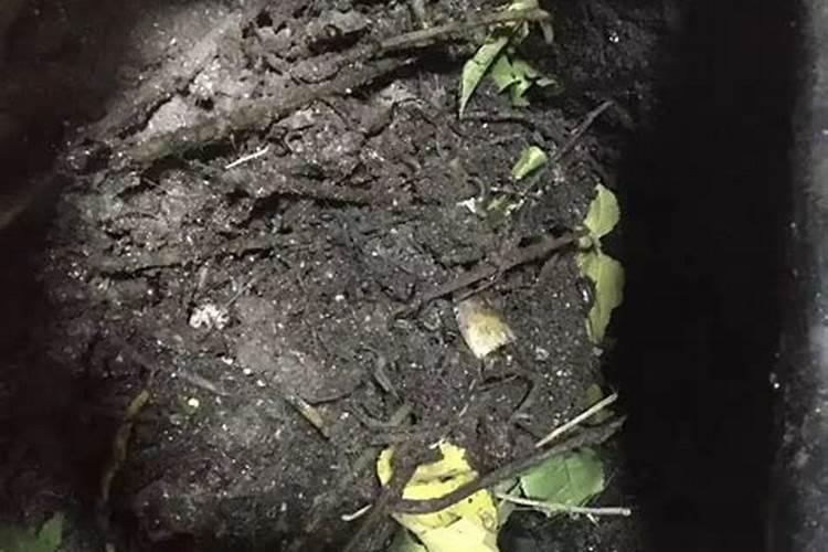 堆肥开始变臭意味着什么？