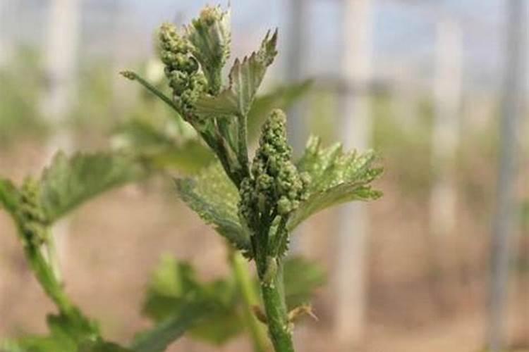 为什么套袋的苹果发黄不上色？促进果树花芽分化施什么肥料？