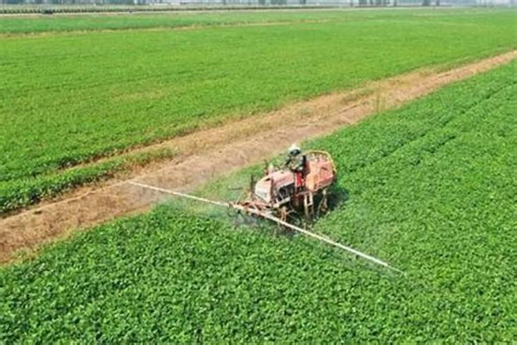 如何用大豆追肥