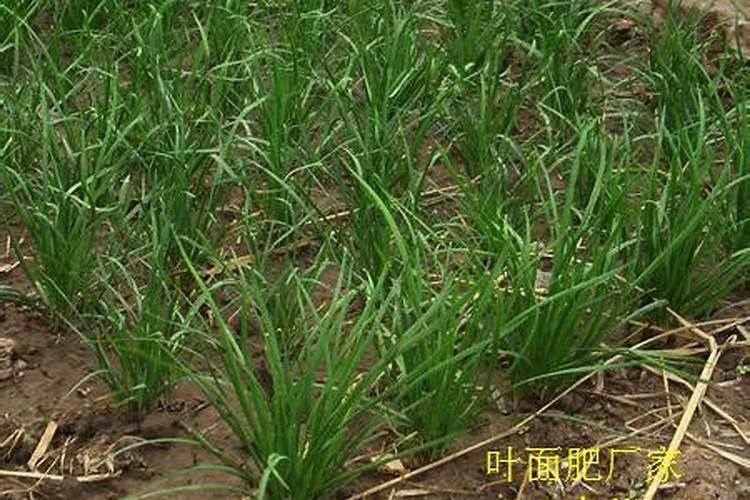 打韭菜叶面肥40斤水放多少,白醋