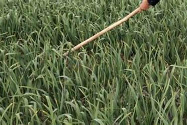 排大蒜要先放底肥么