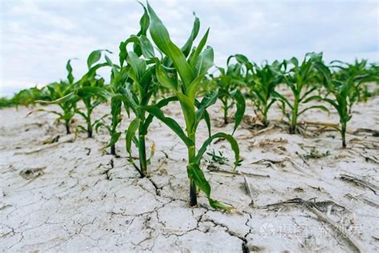 让玉米秸秆粗壮喷施什么叶面肥？