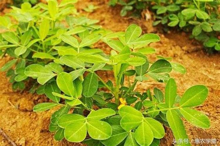 硼肥对红薯有什么作用 最佳使用时间