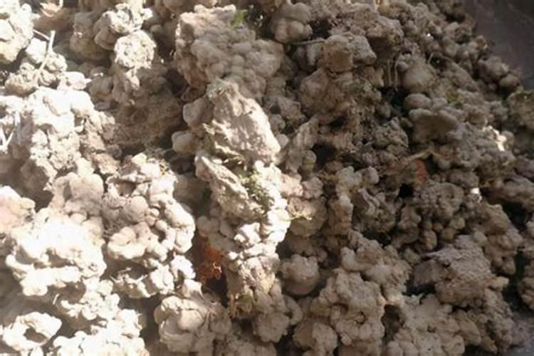 蚯蚓土可以直接种花吗