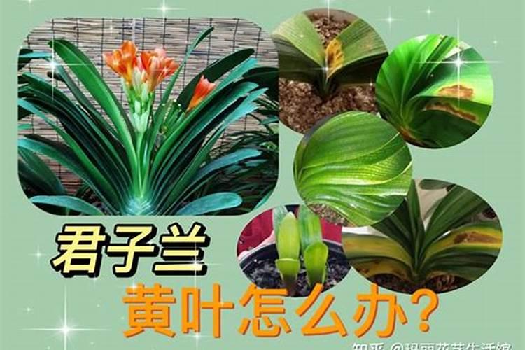 君子兰叶子发黄用什么肥料