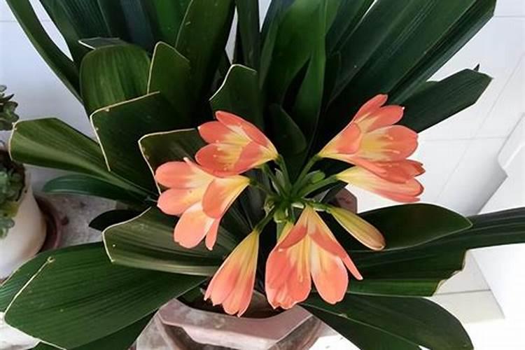 君子兰叶子发黄怎么办施什么肥