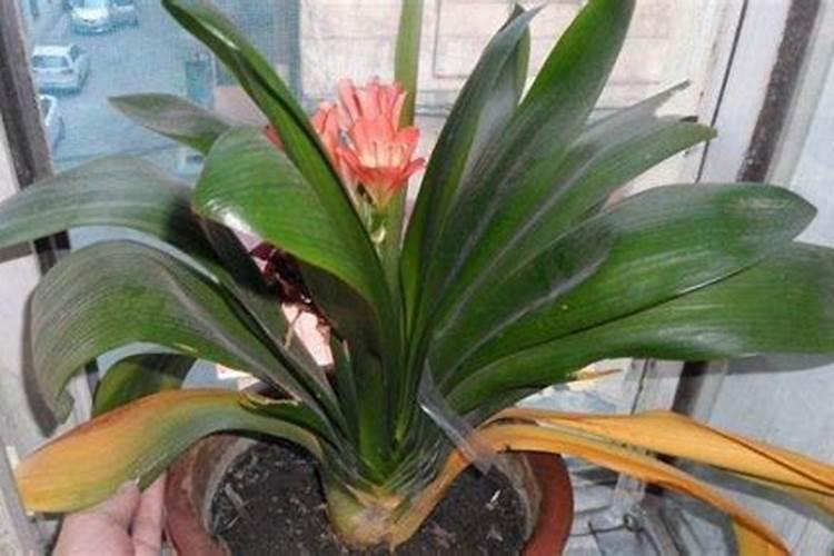 君子兰用什么肥料最好