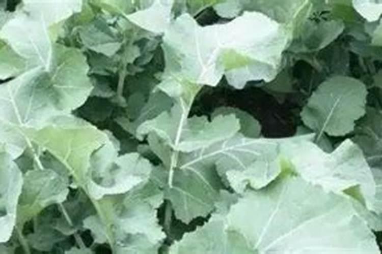 油菜用什么肥料最好